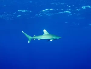 Kızıldeniz’de Tehlike Altındaki Türler
