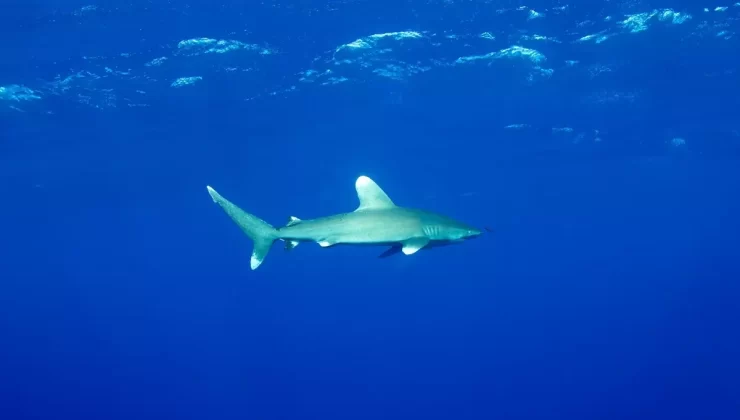 Kızıldeniz’de Tehlike Altındaki Türler