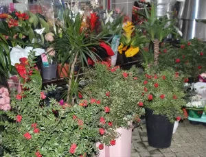 Kokina Çiçeği Yılbaşında Popüler