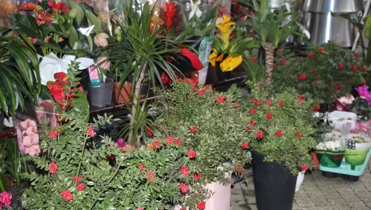 Kokina Çiçeği Yılbaşında Popüler