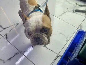 Köpeğe Şiddet Uygulayan Zanlı Gözaltında