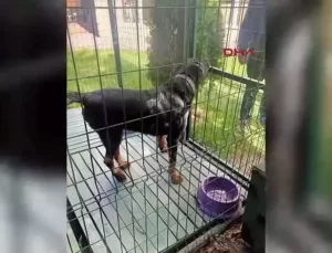 Köpeğini Araca Bağlayıp Koşturana Ceza