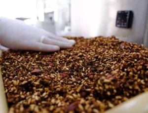 Köpek Mamalarında Nar Kabuğu Dönemi