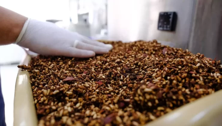 Köpek Mamalarında Nar Kabuğu Dönemi