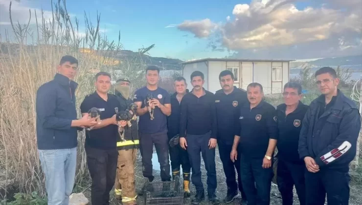 Köpek Yavruları Giderden Kurtarıldı