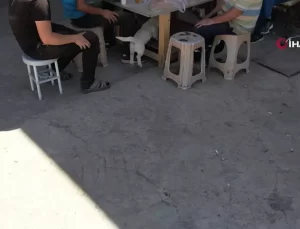 Köpeklerden Dron Kovalamaca