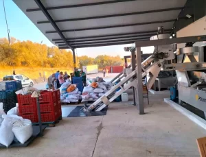 Köyceğiz’de Zeytin Hasadı Başladı