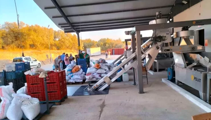 Köyceğiz’de Zeytin Hasadı Başladı