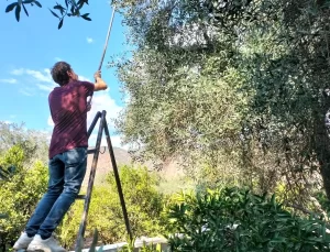 Köyceğiz’de Zeytin Hasadı Başladı