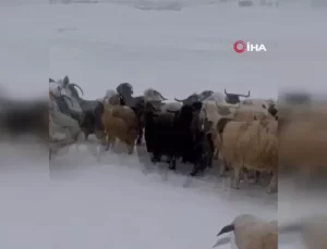 Koyunlar Kar ve Tipiye Yakalandı