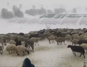 Koyunlar Tipi nedeniyle Mahsur Kaldı