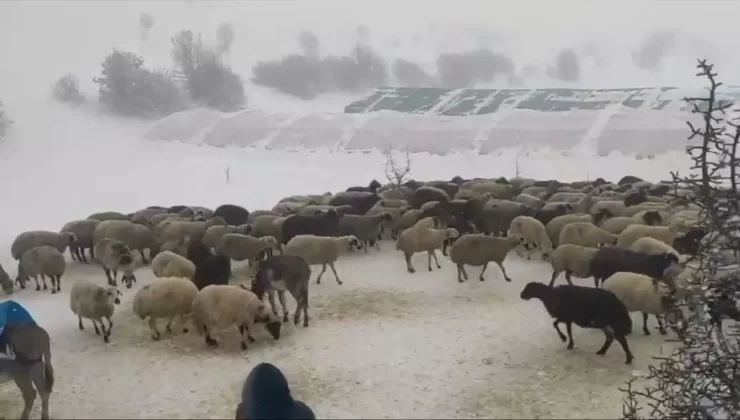 Koyunlar Tipi nedeniyle Mahsur Kaldı