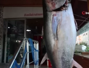 Kozan’da İnsan Boyunda Orkinos Yakalandı