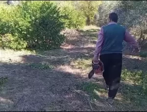 Kozan’da Limon Satışı Şokta