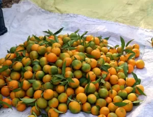 Kozan’da Mandalina Hasadı Başladı