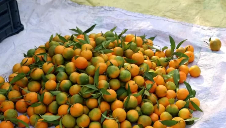 Kozan’da Mandalina Hasadı Başladı