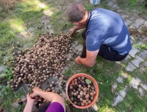 Kuraklık Cevizleri Olumsuz Etkiledi