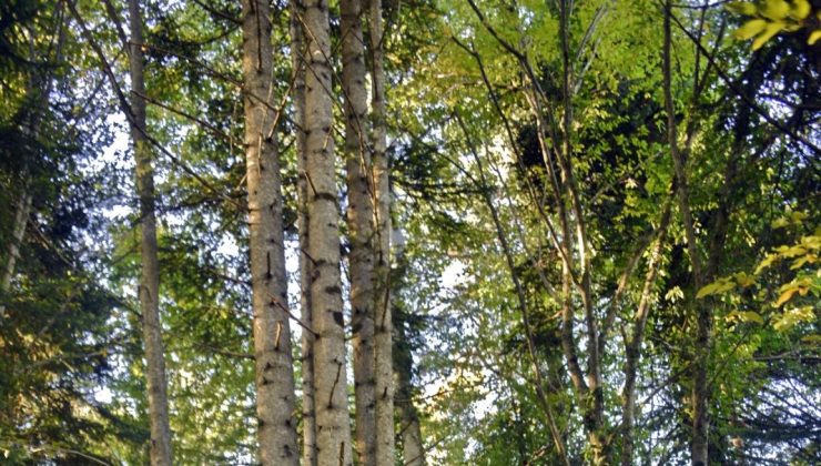 Küre Dağları’nda aynı kökten büyüyen 6 köknar ağacı keşfedildi