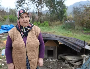 Kurtlar, Karasu’da Köpeği Götürdü