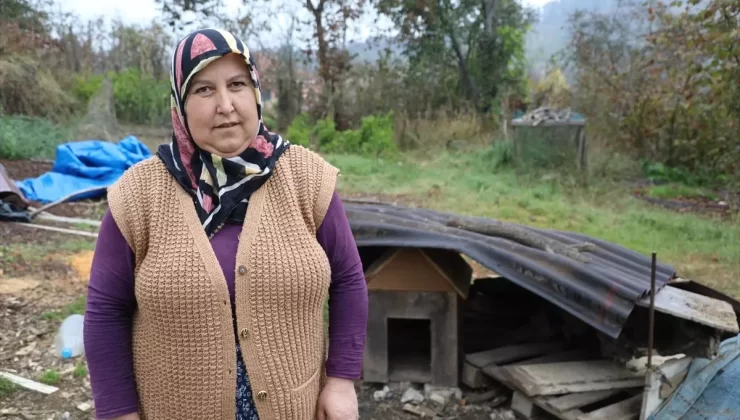 Kurtlar, Karasu’da Köpeği Götürdü