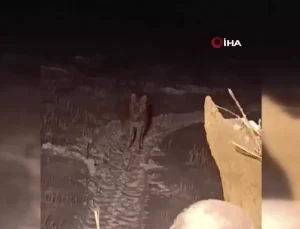 Kurtlar Kış Neşesiyle Oynuyor