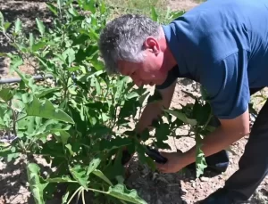 Kuru Patlıcan ve Biber Fiyatları Yükseldi