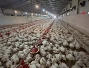 Kuş Gribi Uyarısı: Tüm Hayvanlar Tehlikede!