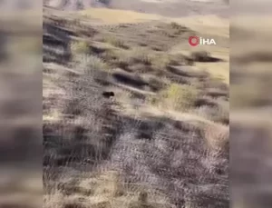 Kütahyalı Avcılar Vaşak Gözlemledi