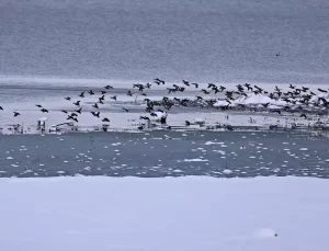 Ladik Gölü Kışın Beyaza Büründü
