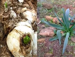 Lağım Fareleriyle Mücadelede Doğal İlaç Geliştirildi