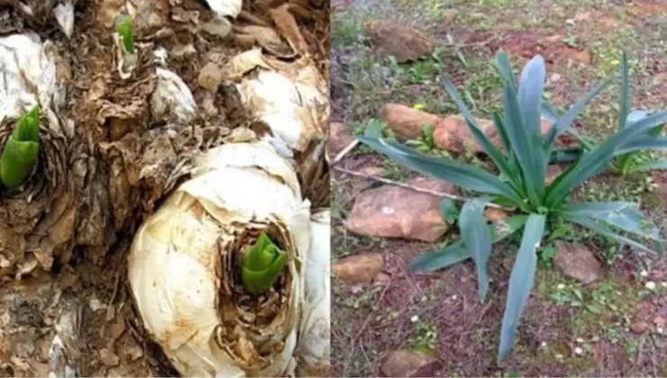 Lağım Fareleriyle Mücadelede Doğal İlaç Geliştirildi