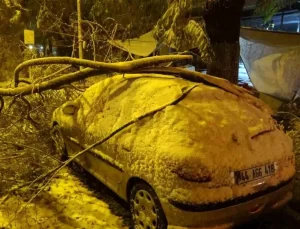 Malatya’da Yoğun Kar Yağışı Ağaçları Devrildi