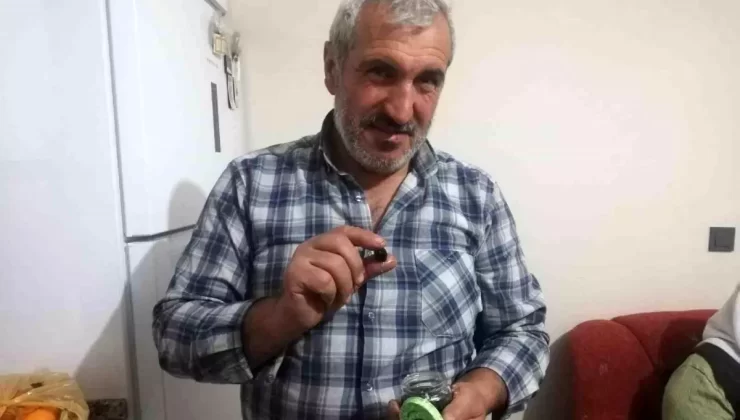 Malatya’da Zeytin Hasadı Sevinci