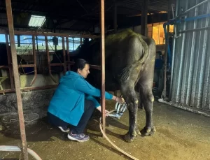 Manda Sütüne Yoğun Talep