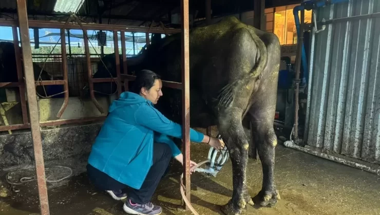 Manda Sütüne Yoğun Talep