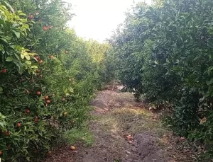 Mandalina Satışları Düşüşte