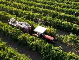 Manisa Üzüm İhracat Geliri 161 Milyon Dolar