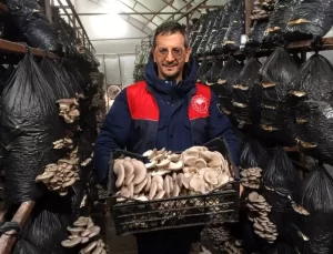 Mantar Üretim Denetimi