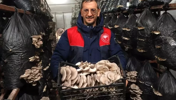 Mantar Üretim Denetimi