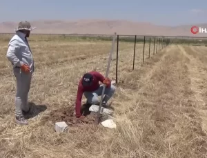 Mardin’de Fıstık Ağaçları Dikildi