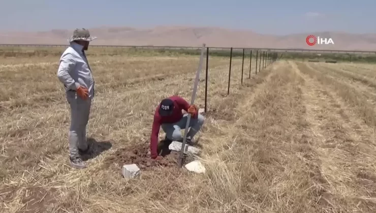 Mardin’de Fıstık Ağaçları Dikildi