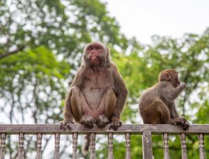Maymunlar Cehennemi gerçek oluyor! 43 deney maymunu kaçtı