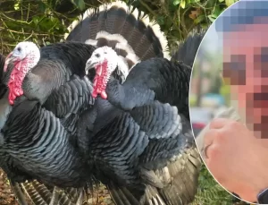 Memur 50 Milyon Lira Dolandırdı