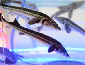 Mersin Balığı Yavrusu Üretimi Yaygınlaşıyor