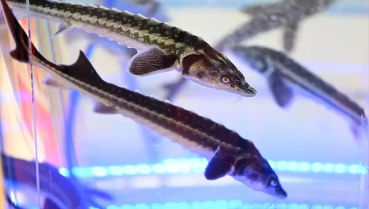 Mersin Balığı Yavrusu Üretimi Yaygınlaşıyor