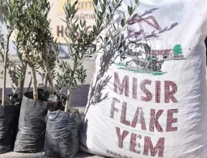 Mersin Büyükşehir Belediyesi’nden Tarıma Destek: 3.360 Zeytin Fidanı ve 56 Ton Mısır Yem Dağıtımı