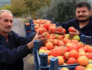 Mersin’de Domates Hasadı Devam Ediyor