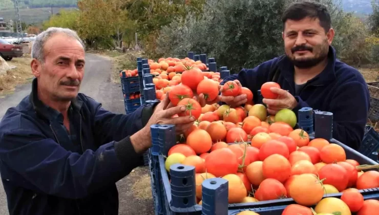 Mersin’de Domates Hasadı Devam Ediyor