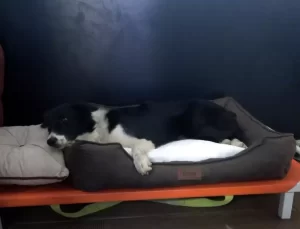 Mersin’de Otomobilin Çarptığı Köpeklerden Biri Öldü