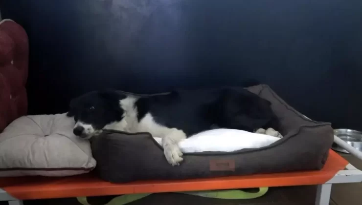 Mersin’de Otomobilin Çarptığı Köpeklerden Biri Öldü